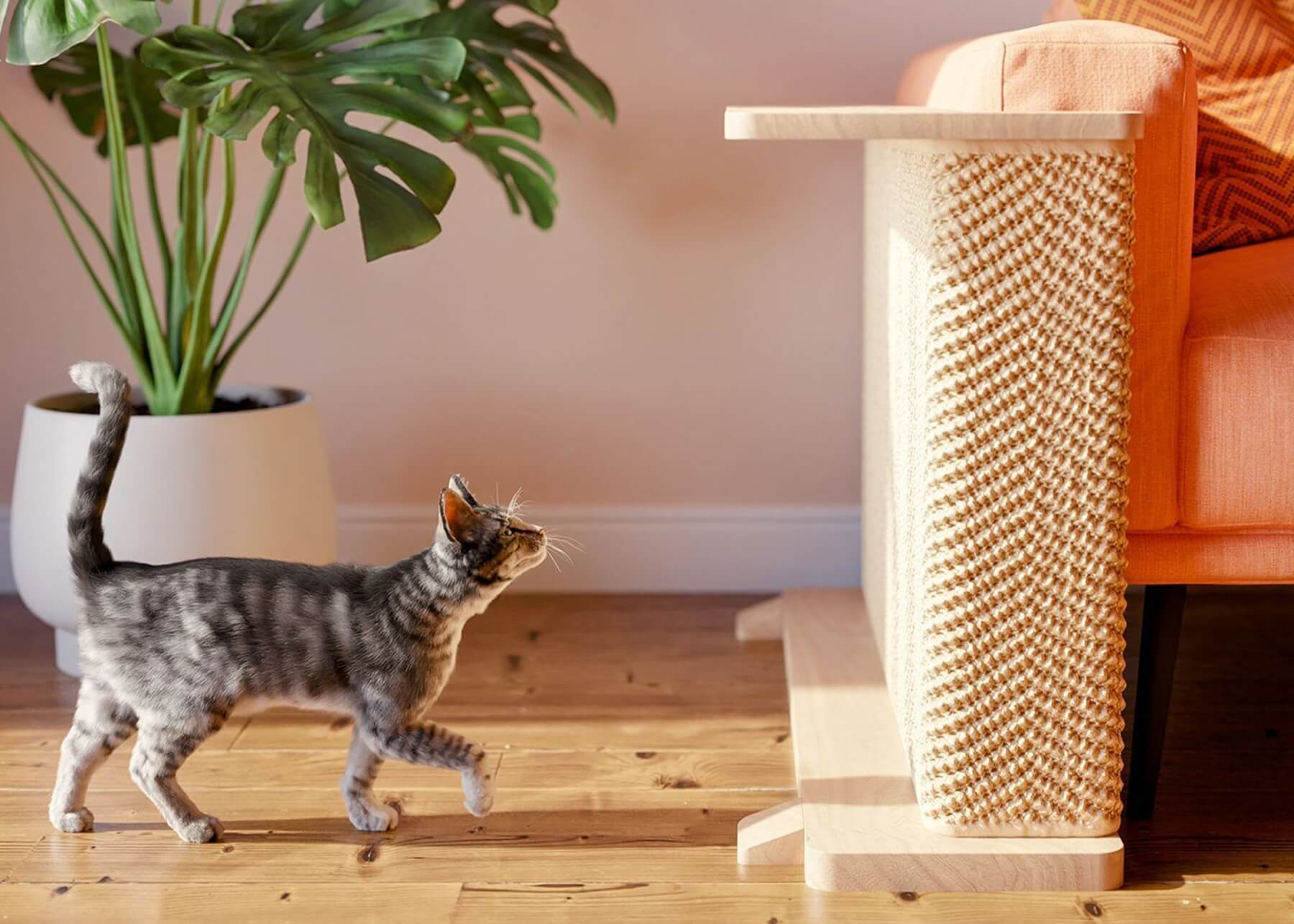 A cute cat walking towards a Cat-e-Corner, a modern, wooden scratching post with a sisal rope covering.